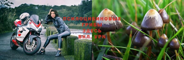 прущие грибы Алексеевка